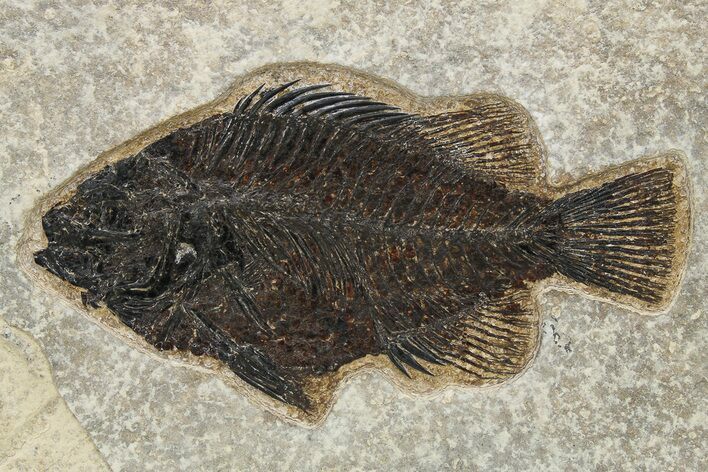 Fossil Fish (Cockerellites) - Wyoming #275184